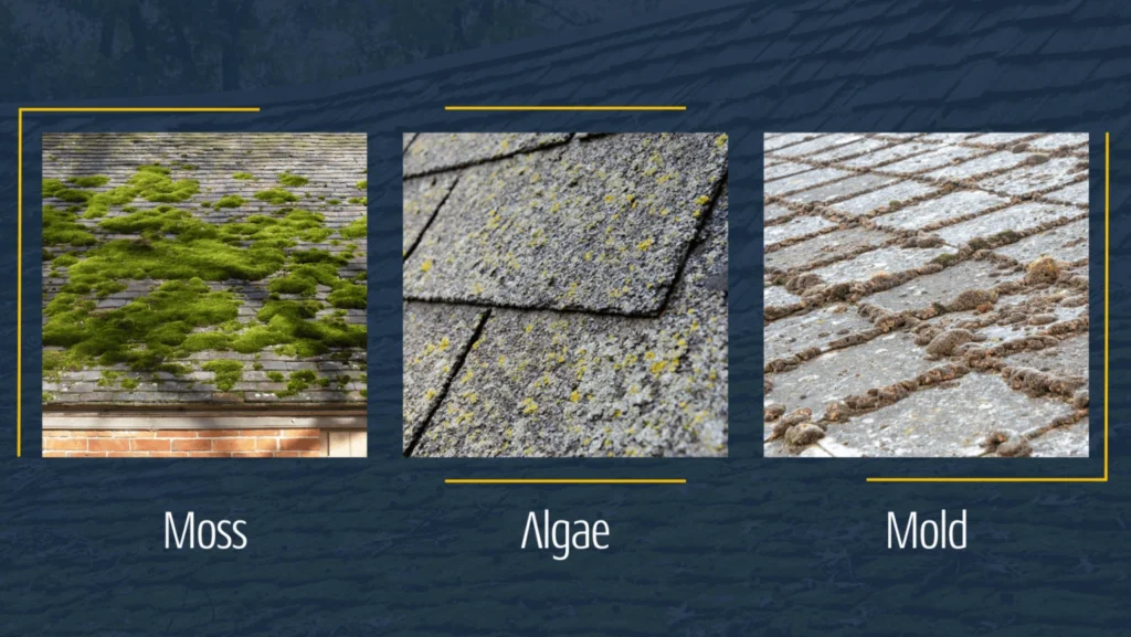 An assortment of roofing materials, emphasizing the presence of moss, algae, and mold on various types.